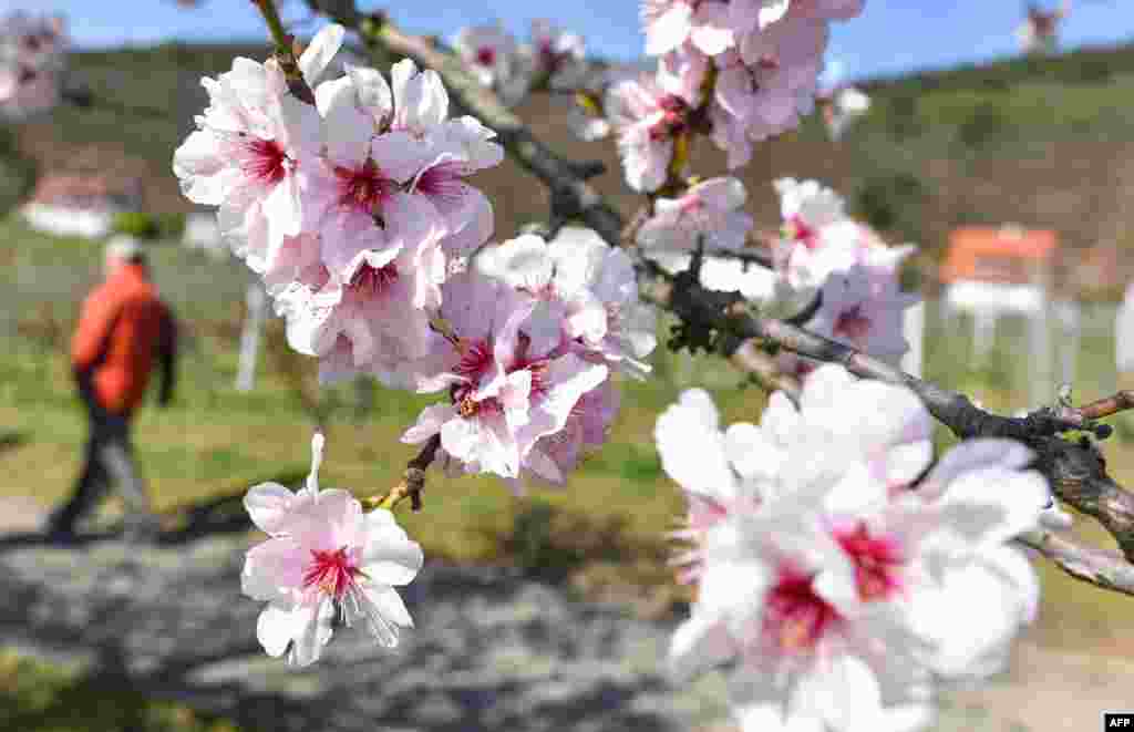 An almond tree stands in full bloom in Gimmeldingen, western Germany.