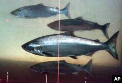In this June 27, 2012, file photo, a Chinook salmon, second from the bottom, swims in the Columbia River with sockeye salmon at the Bonneville Dam fish-counting window near North Bonneville, Wash. (AP Photo/Rick Bowmer, File)