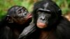 Un congrès pour sauver les derniers chimpanzés en Côte d'Ivoire