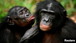 Des bonobos dans un sanctuaire près de Kinshasa, en RDC, le 30 octobre 2006. 