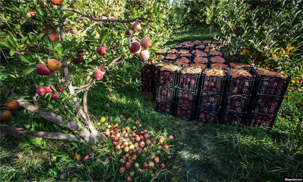 برداشت سیب از باغات دژکرد فارس عکس: محمدهادی خسروی 