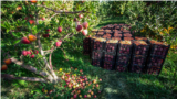 <div>برداشت سیب از باغات دژکرد فارس<br />
عکس: محمدهادی خسروی</div>
