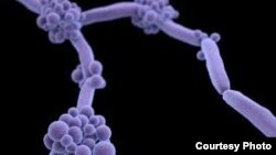 U.S. public health officials are urging doctors and nurses around the world to be on the lookout for a highly drug-resistant yeast strain called Candida auris. (Credit: CDC)