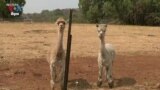 Australians Save Sanctuary Animals from Raging Bushfires