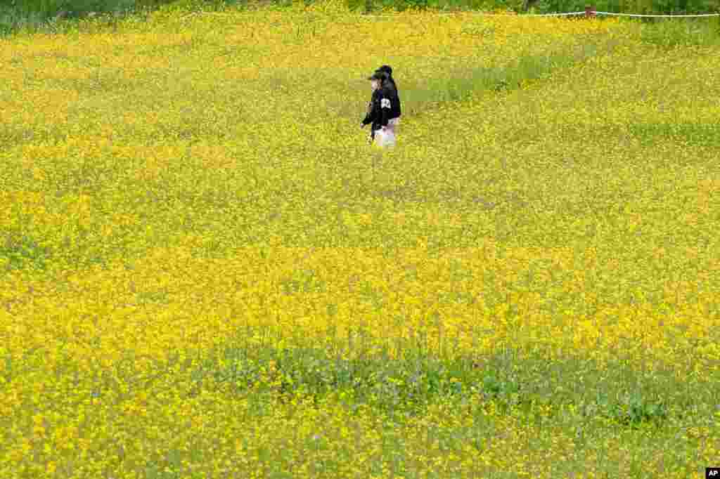 Visitors walk through a field of flowers at a park in Paju, South Korea.