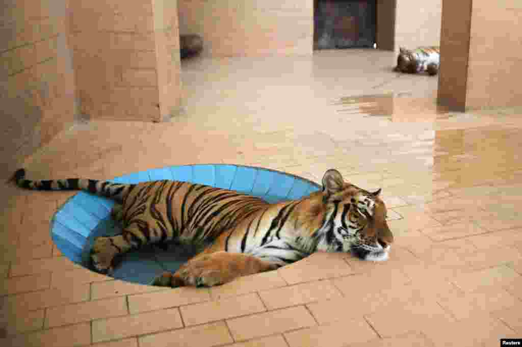 A tiger lays in a pool of water inside a cage at a zoo, during hot and humid weather in Lahore, Pakistan, June 10, 2019.