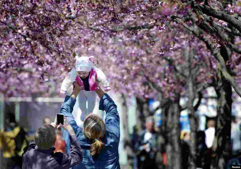 A boy takes pictures of a small baby as the family enjoys the sunny spring weather under the shadow of blooming cherry trees in Kungstradgarden park in central Stockholm.