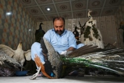 Ahli taksidermi Jahangir Khan Jadoon bersiap membuat boneka merak di bengkel kerjanya di Lahore, 9 Juni 2021. (AFP)