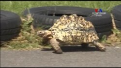 Գինեսի գրքի ռեկորդակիր կրյան