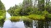 Wilderness Awaits in the Okefenokee Swamp