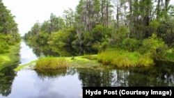 Wilderness Awaits in the Okefenokee Swamp