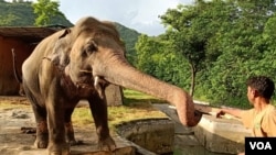 اسلام آباد کے مرغزار چڑیاگھر کے ہاتھی کاون کو کمبوڈیا بھیجا جا رہا ہے۔