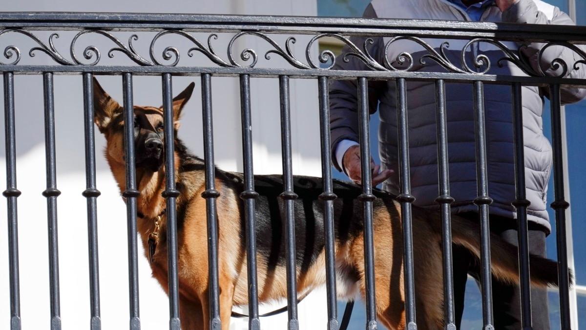 Cachorro de Biden morde agente do serviço secreto dos EUA