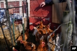 Red Star hens, a hybrid breed that lays large brown eggs, walk around outside their coop at Historic Wagner Farm, Feb. 7, 2025, in Glenview, Illinois.