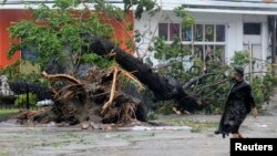 Seorang pria melewati pohon yang roboh akibat tertiup angin kencang yang dipicu oleh Topan Haiyan di kota Cebu, Filipina tengah (8/11).