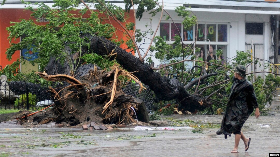 Seorang pria melewati pohon yang roboh akibat tertiup angin kencang yang dipicu oleh Topan Haiyan di kota Cebu, Filipina tengah (8/11).