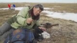 Snowy Owls – Birds That Reign The Arctic