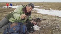 Snowy Owls – Birds That Reign The Arctic