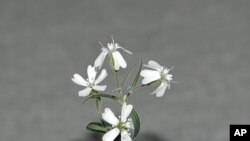 An undated photo provided by the Institute of Cell Biophysics of the Russian Academy of Sciences show a Sylene stenophylla plant regenerated from tissue of fossil fruit.