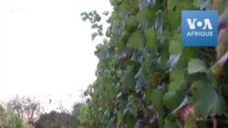 L'industrie vinicole sud-africaine sous le coup des interdictions d'alcool