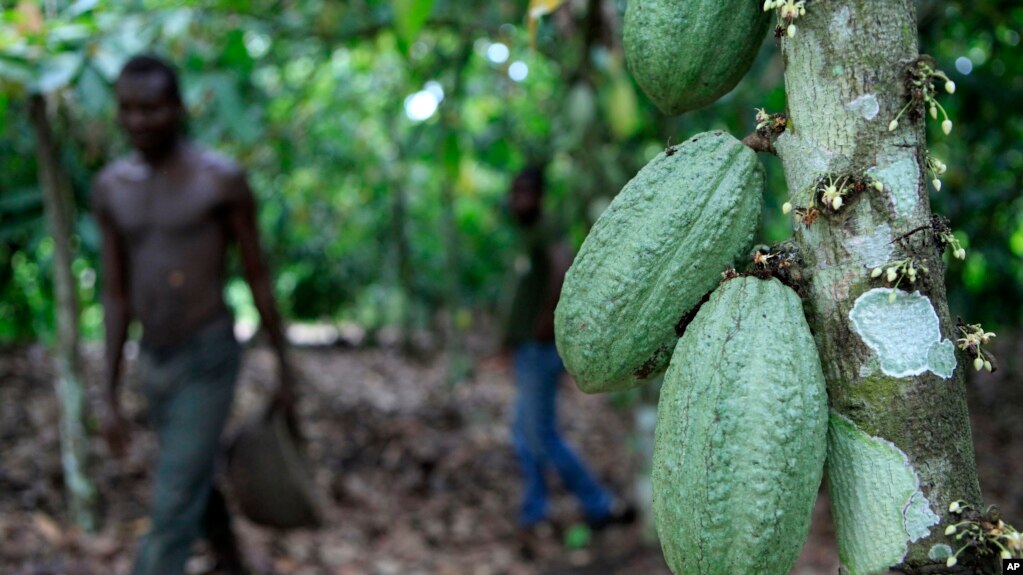 FILE - In this photo taken on May 31, 2011, farmer Issiaka Ouedraogo walks past cocoa pods growing on a tree, on a cocoa farm outside the village of Fangolo, near Duekoue Ivory Coast. (AP Photo/Rebecca Blackwell, File)