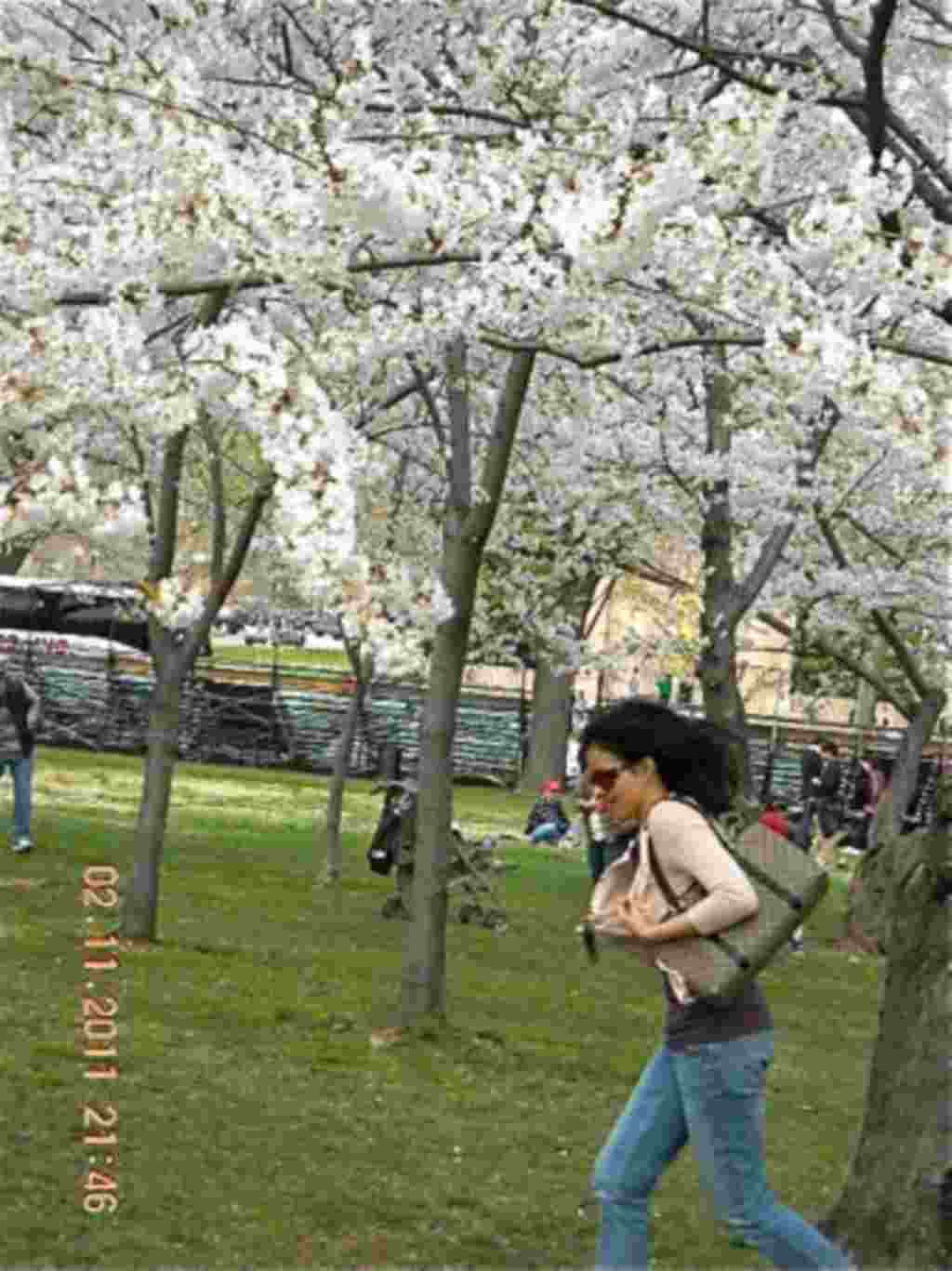 فستیوال شکوفه های گیلاس در واشنگتن ۲۰۱۱