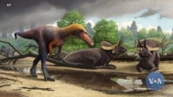 Small T-Rex Cousin Predates Rise of Giant Predators