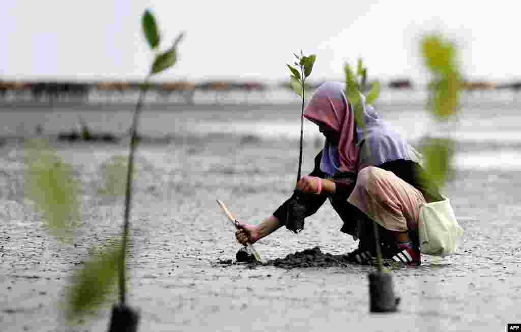 An Indonesian student plants a mangrove at Ujong Pancu beach in Aceh Besar, Aceh province, during an Earth Day event, April 22, 2017.