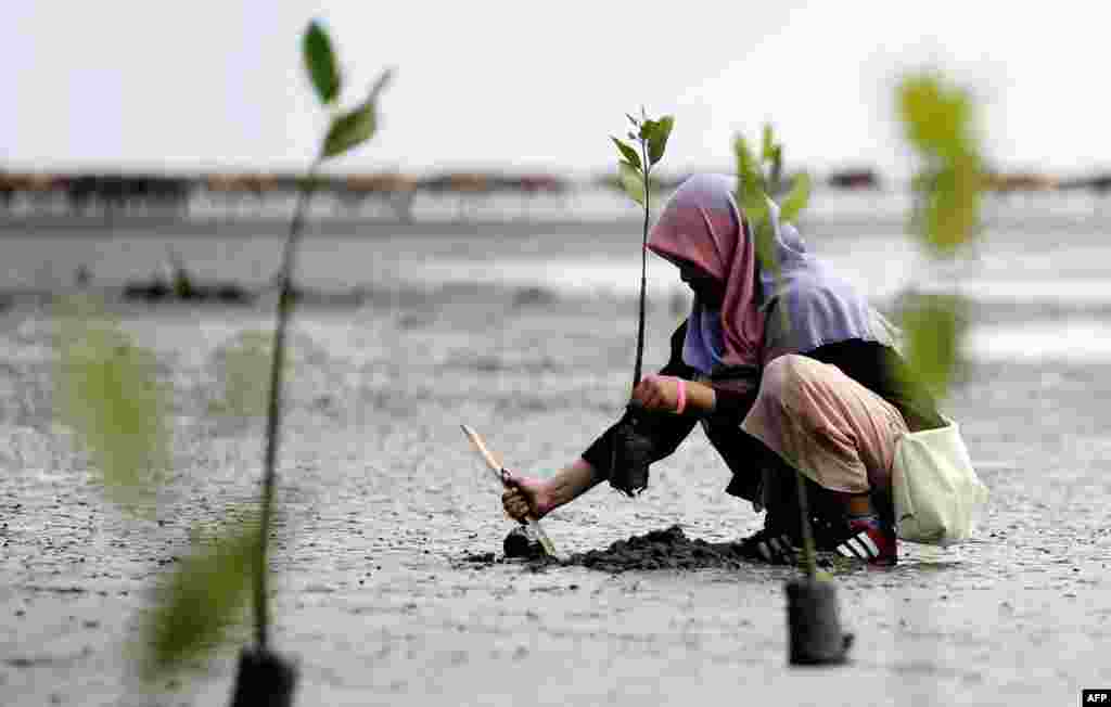 Seorang siswa Indonesia menanam pohon bakau di pantai Ujong Pancu di Aceh Besar, Aceh, paa Hari Bumi, 22 April 2017.