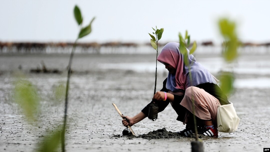 Seorang pelajar menanam bibit bakau di pantai Ujong Pancu di Aceh Besar, Provinsi Aceh, dalam rangkaian perayaan Hari Bumi, 22 April 2017.