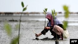 Seorang pelajar menanam bibit bakau di pantai Ujong Pancu di Aceh Besar, Provinsi Aceh, dalam rangkaian perayaan Hari Bumi, 22 April 2017.