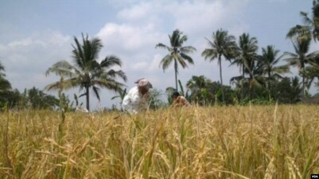 Petani Indonesia terus produktif menanam padi (Foto: dok). Pemerintah RI tetap melakukan impor beras untuk menjaga agar stok beras dalam negeri aman.