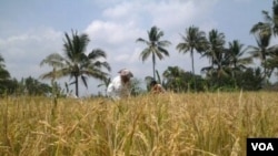 Petani Indonesia terus produktif menanam padi (Foto: dok). Pemerintah RI tetap melakukan impor beras untuk menjaga agar stok beras dalam negeri aman.