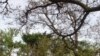 Serangan Ulat Bulu di Probolinggo Ganggu Stabilitas Lingkungan Hidup