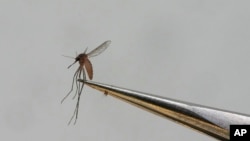 ARCHIVO - Un mosquito Culex tarsalis se muestra en el Distrito de Control de Mosquitos de Salt Lake City el lunes 28 de agosto de 2023, en Salt Lake City. 