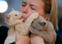 A British shorthair kitten gets a kiss from its owner's during a cat show in Bucharest, Romania, Saturday, Sept. 28, 2019. Hundreds of cats competed in an international cat show recently held in the Romanian capital. (AP Photo/Vadim Ghirda)