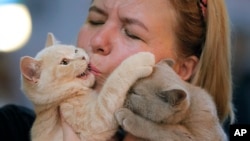 A British shorthair kitten gets a kiss from its owner during a cat show in Bucharest, Romania, Saturday, Sept. 28, 2019. Hundreds of cats competed in an international cat show recently held in the Romanian capital. (AP Photo/Vadim Ghirda)