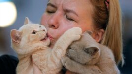 A British shorthair kitten gets a kiss from its owner's during a cat show in Bucharest, Romania, Saturday, Sept. 28, 2019. Hundreds of cats competed in an international cat show recently held in the Romanian capital. (AP Photo/Vadim Ghirda)