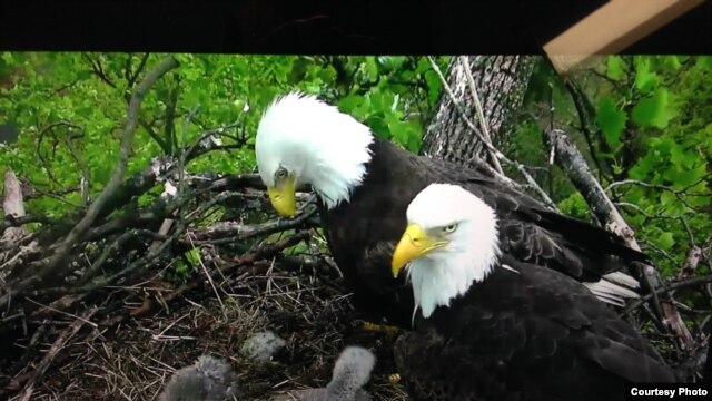 Orli bělohlaví s mláďaty v Národním arboretu USA ve Washingtonu, březen 2016. (Kredit: National Eagle Foundation)