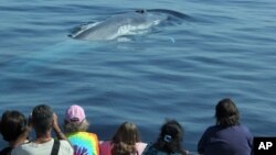 Spectators watch whales off the California coast. 