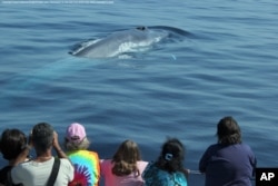 Penonton menyaksikan paus di lepas pantai California selatan. (Foto: AP)
