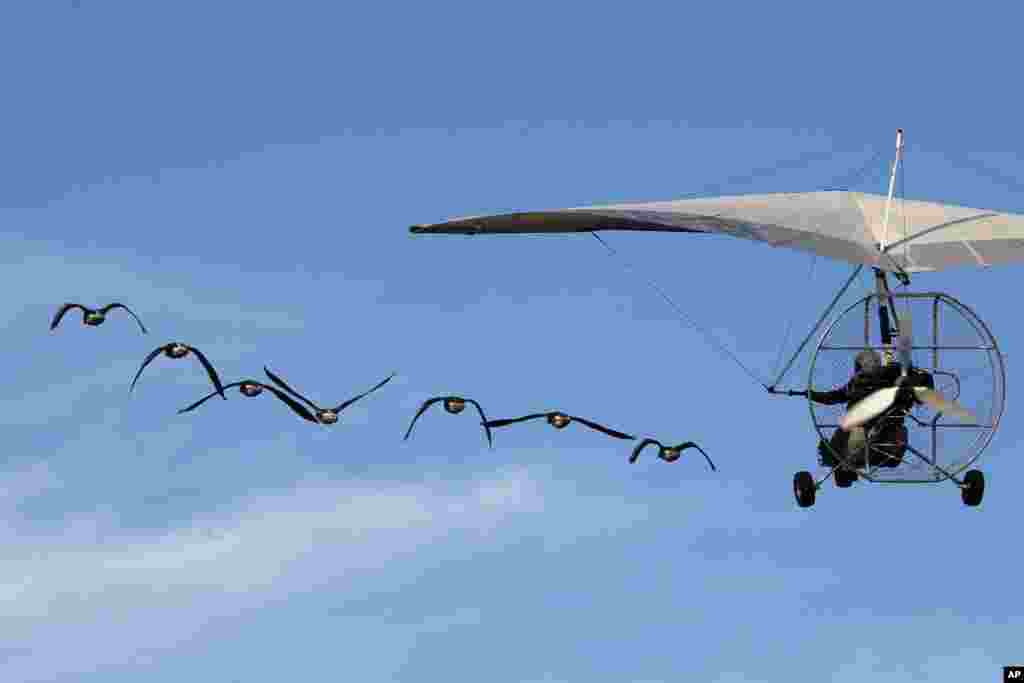 French pilot and migratory bird protector Christian Moulec accompanied by Lesser White-fronted Geese performs an ultra light flight during the 40th Icare Cup paragliding festival in Saint Hilaire du Touvet, French Alps.