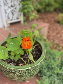 Nasturtium is a commonly eaten flower. It grows well in difficult conditions. Washington, DC resident Elizabeth Lyttleton grows them in a pot on her porch step and uses them in dishes for her family. (Photo: Elizabeth Lyttleton)