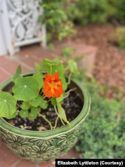 Nasturtium is a commonly eaten flower. It grows well in difficult conditions. Washington, DC resident Elizabeth Lyttleton grows them in a pot on her porch step and uses them in dishes for her family. (Photo: Elizabeth Lyttleton)