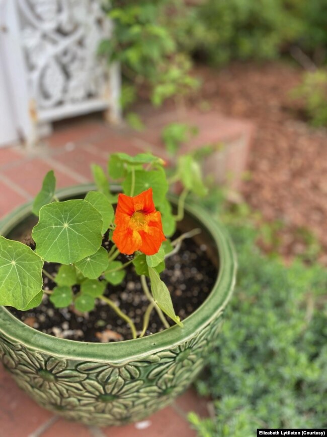 Nasturtium is a commonly eaten flower. It grows well in difficult conditions. Washington, DC resident Elizabeth Lyttleton grows them in a pot on her porch step and uses them in dishes for her family. (Photo: Elizabeth Lyttleton)