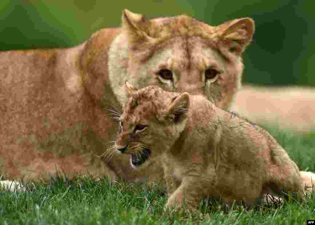 A lion cub born on April 15, 2017 is seen inside the new enclosure &quot;La Terre des Lions,&quot; at the Zooparc of Beauval, France.