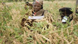 The Kenyan government plans to boost food production with improved extension services to farmers. (INCRISAT)