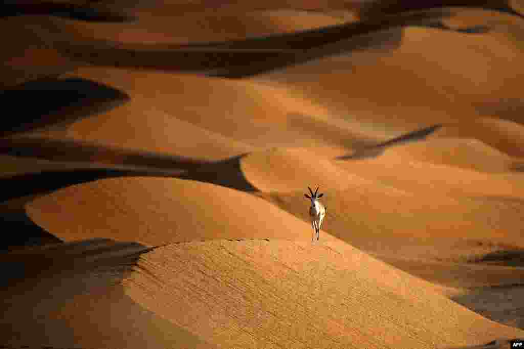 아부다비에서 남쪽으로 290km 떨어진 아라비아오릭스 보호구역에서 모래가젤 한 마리가 걷고 있다.