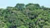 早期人类造成中非雨林的消失？