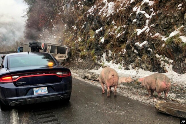 Los cerdos deambulan por la carretera interestatal 40 cerca de la línea estatal con Tennessee en el condado de Haywood, Carolina del Norte, después de un choque el lunes 10 de diciembre de 2018.